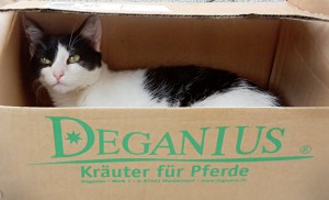 Katze im Deganius Karton