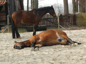 So schön kann das Leben sein, wenn man die Ruhe geniessen kann.