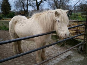 Svanur, 37 Jahre alter Cremello
