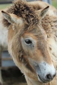 Przewalskifohlen im Fellwechsel