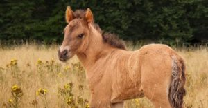 Fohlen steht in Wiese mit Johanniskraut
