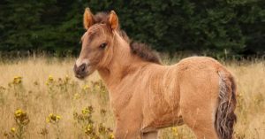 Fohlen steht in Wiese mit Johanniskraut