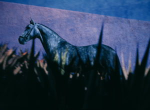 Abendstimmung mit Pferd in Mexico