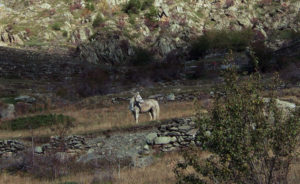 Pferd in der Provence