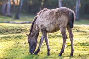 Dülmener Wildpferd mit Hautpilz