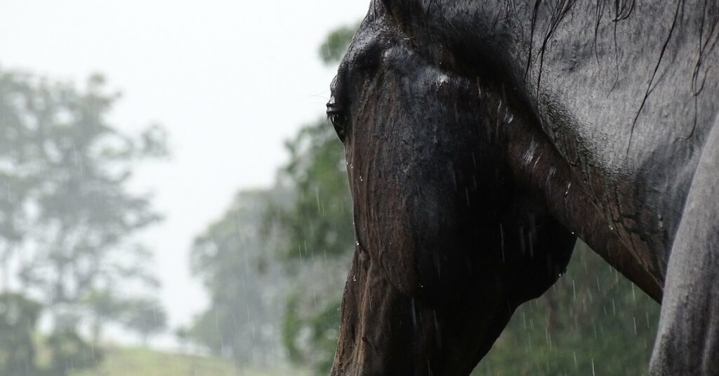 Pferd im kalten Regen, Kälte kann zu Gelenkschmerzen führen.