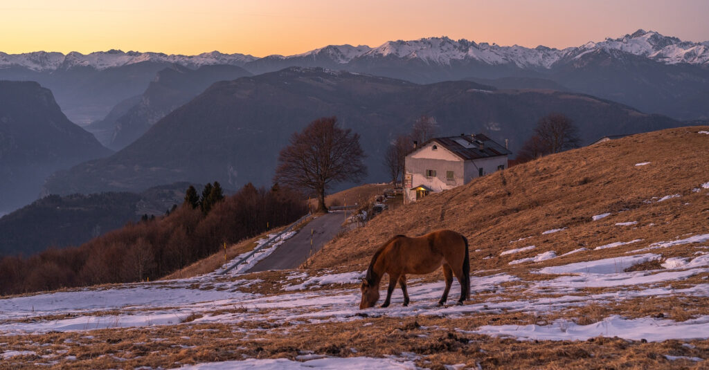 Pferd im Winter in den Bergen