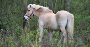 Das alte Pferd
