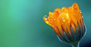 Ringelblumeblüte Morgentau