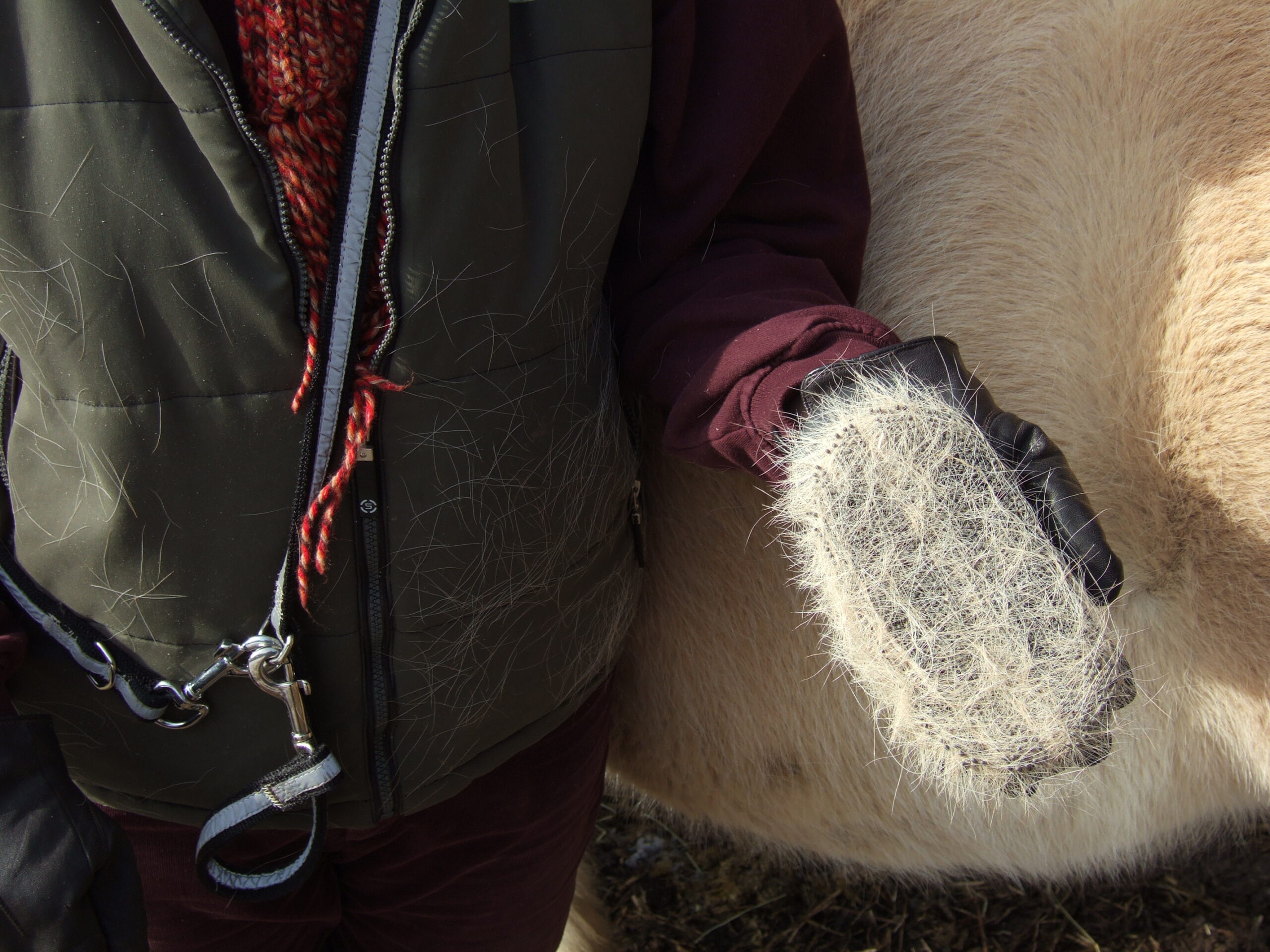Bürste mit Pferdehaaren: Fellwechsel im Frühjahr