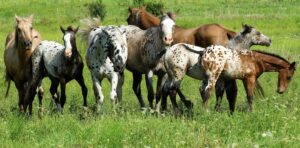 Pferde auf Wiese im Sommer