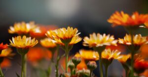 Ringelblumen