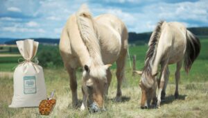 Das Deganius Kräuterabo im Sommer