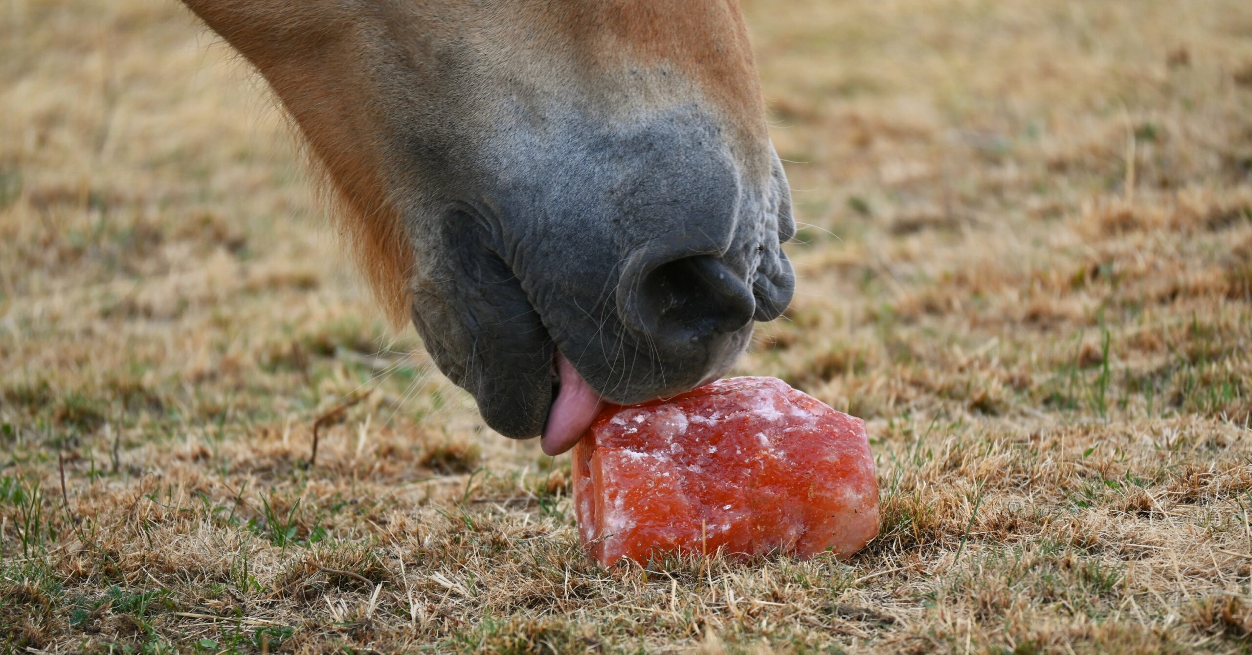 Pferd Degan leckt gerne Punjab-Salz