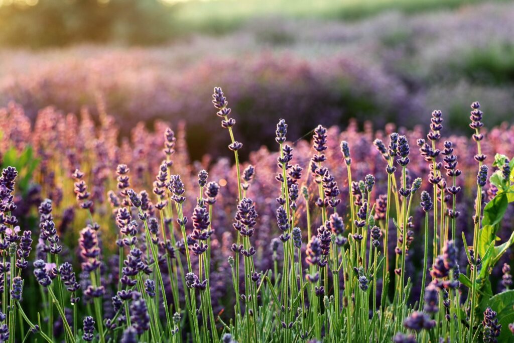 Lavendel wächst auf französischen Feldern. Später wird daraus das ätherische Lavendelöl gewonnen