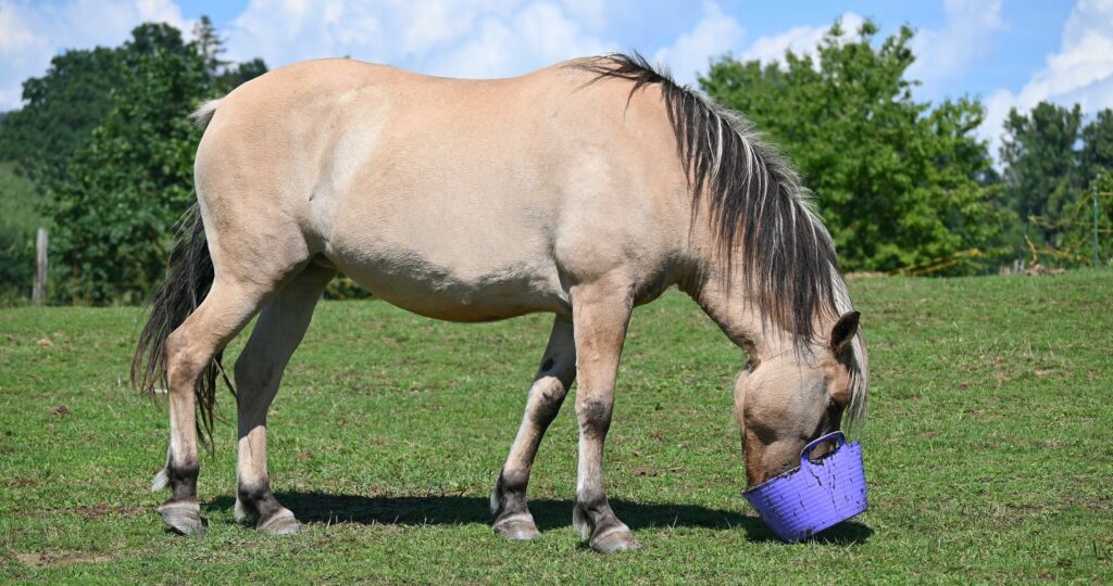 Pferd Minou frisst ihr Futter mit dem Kräuterabo aus dem Eimer.