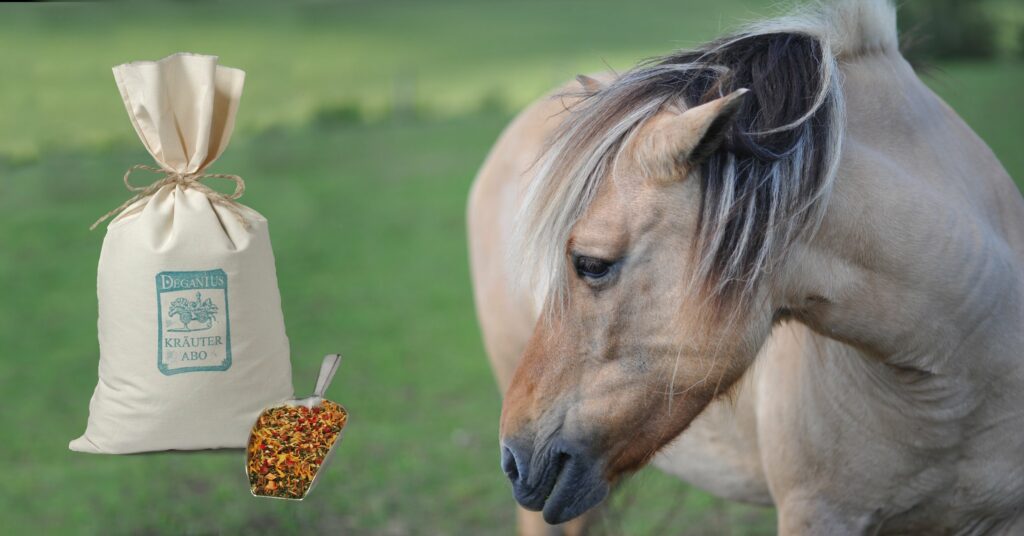 Pferd Minou mit Kräuterabo, das Deganius Kräuterabo unterstützt Leber und Niere das ganze Jahr