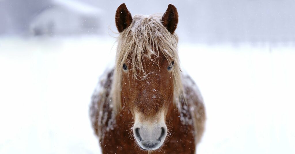 Im Winter ist das Immunsystem des Pferdes gefordert