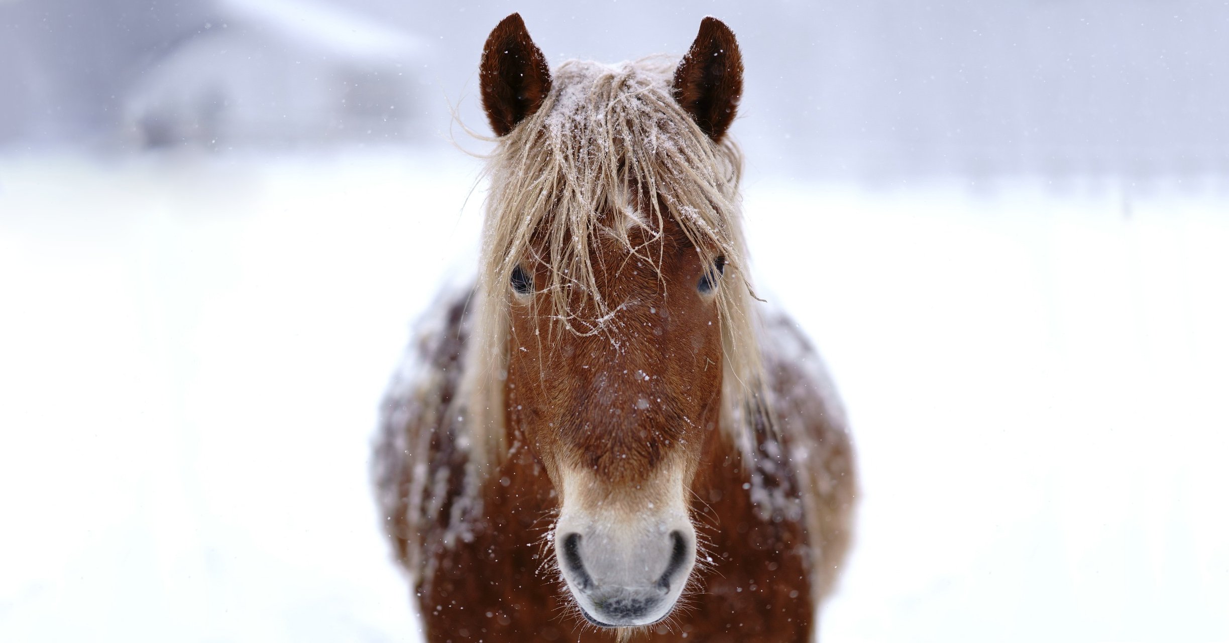 Im Winter ist das Immunsystem des Pferdes gefordert