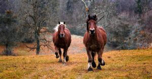 Dicke Warmblüter-Pferde galoppieren.