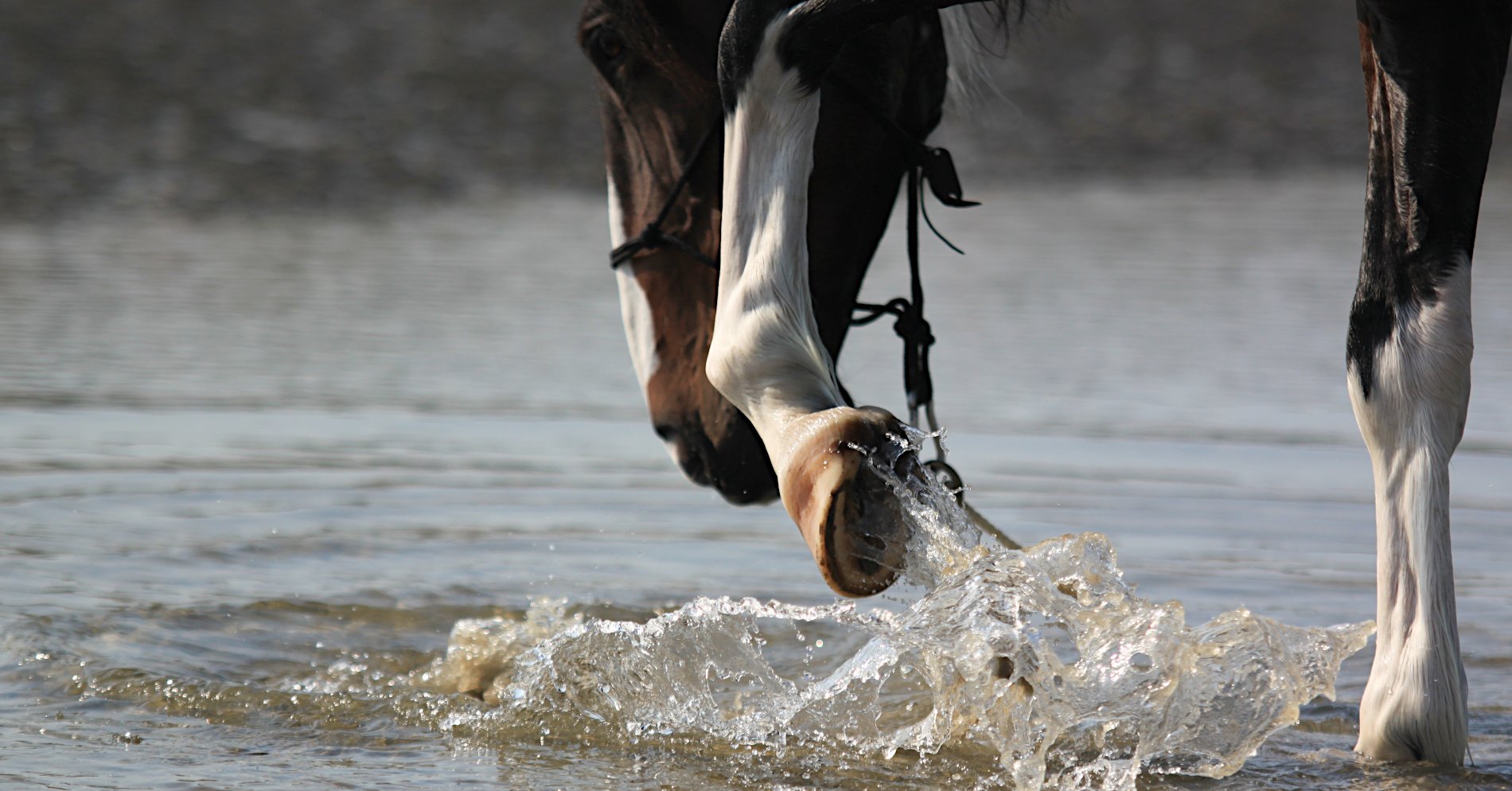 Pferd planscht mit Hufen im Wasser