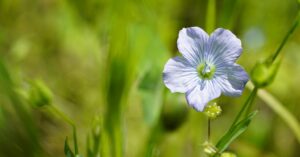 Leinsamen Flachs Blüte