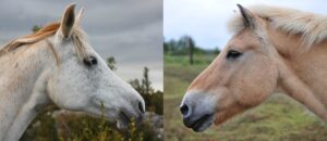 Südpferd Nordpferd sehen sich an