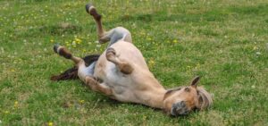 Pferd Minou juckt es,sie wälzt sich