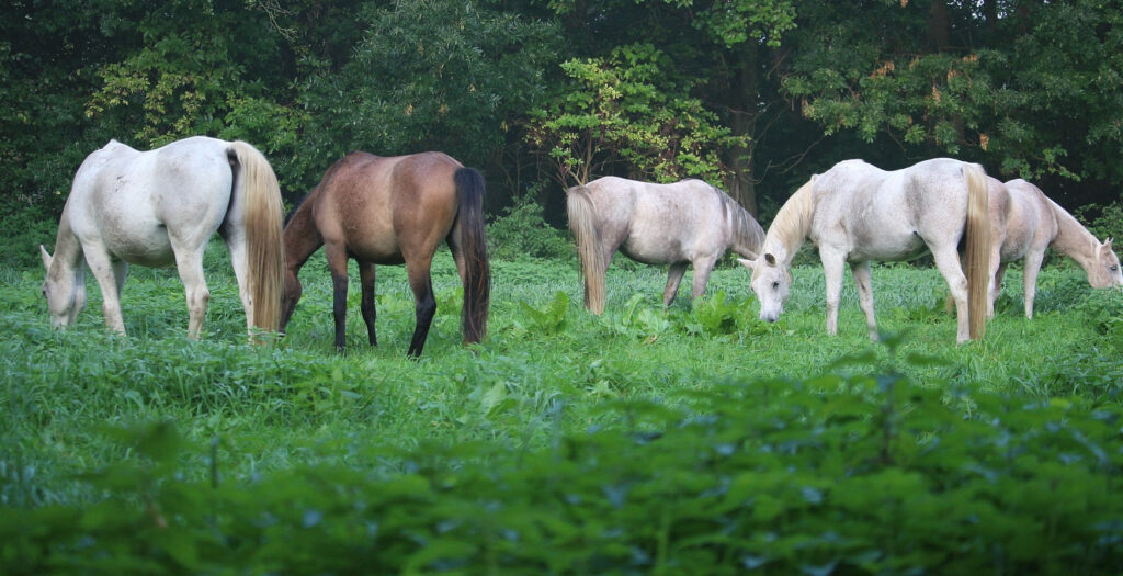 Pferde grasen gemeinsam, das stärkt Vertrauen und die Bindung.