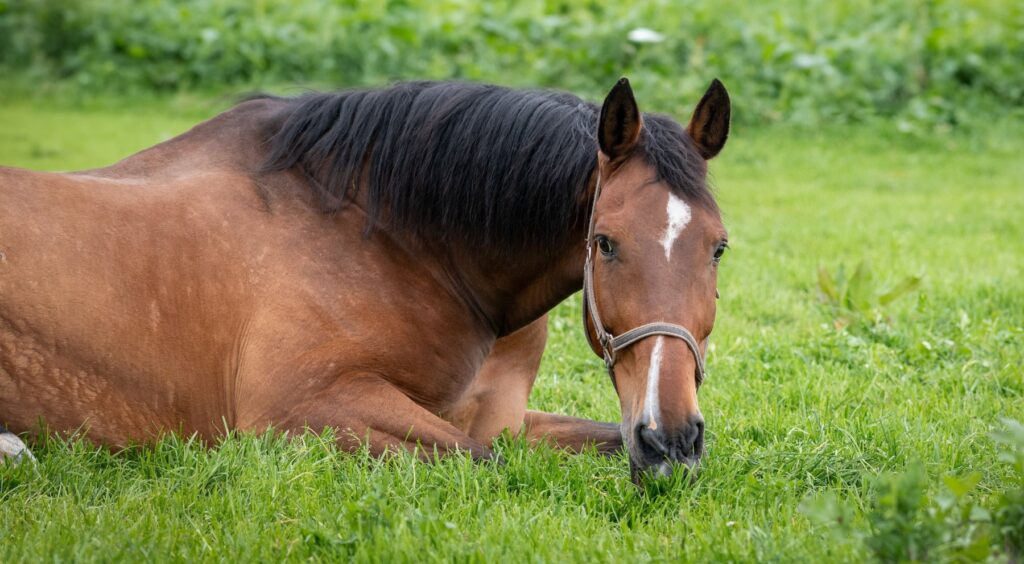 Pferd Warmblüter liegt Kolik