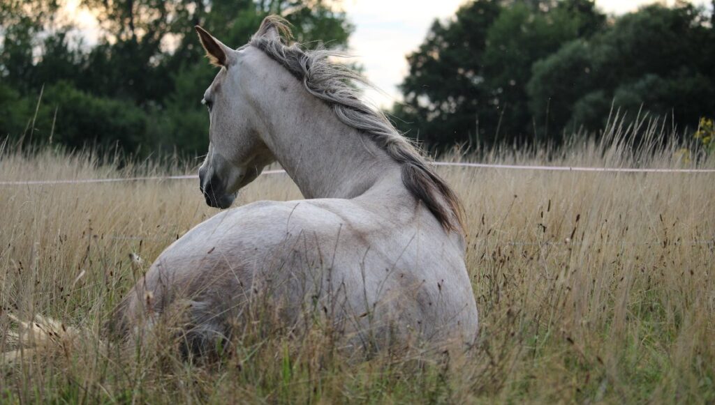 Pferd liegt auf der Koppel, Pferde mit Schmerzen in den Gelenken liegen gerne