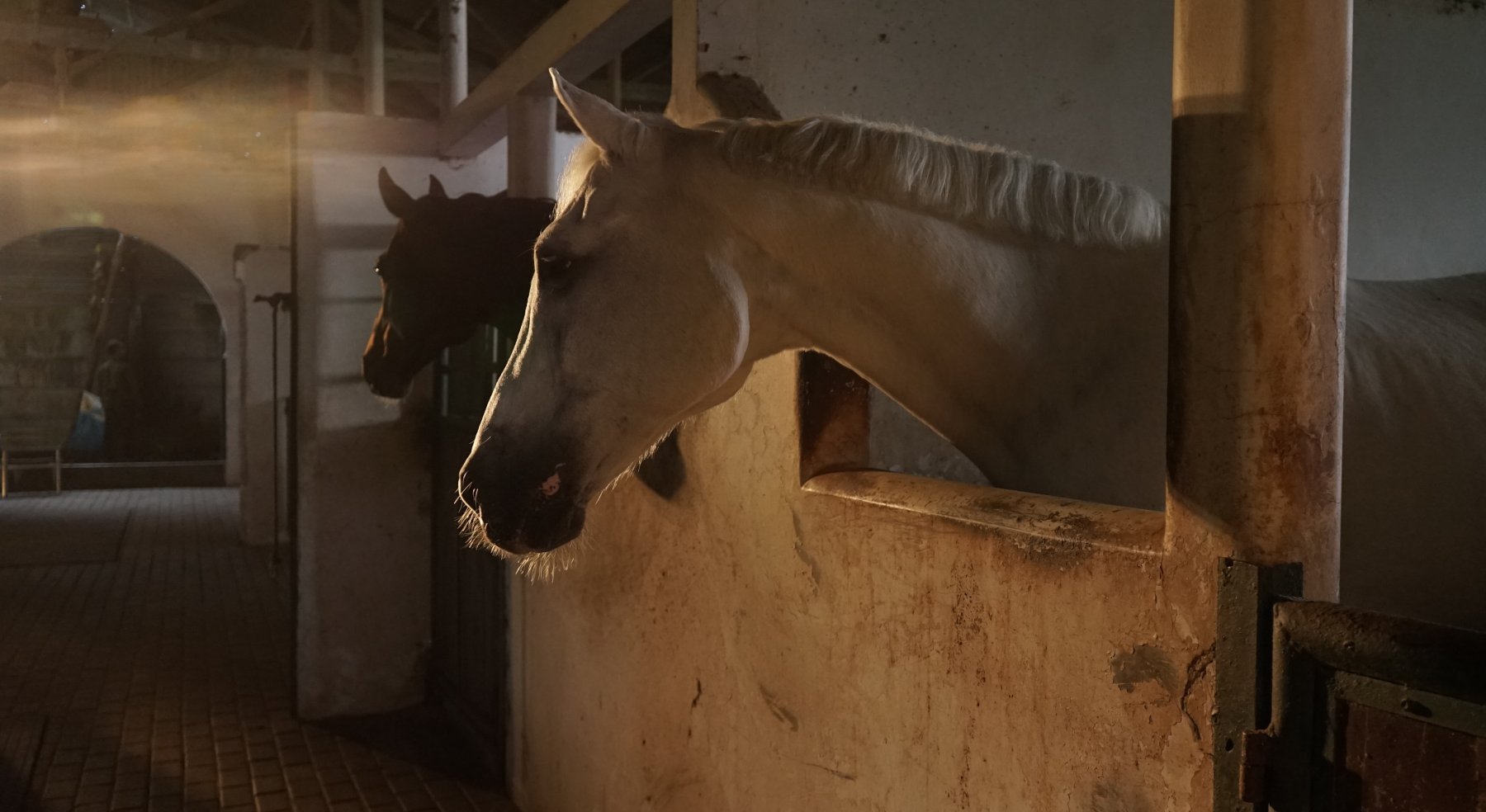 Pferde im Stall an Sylvester