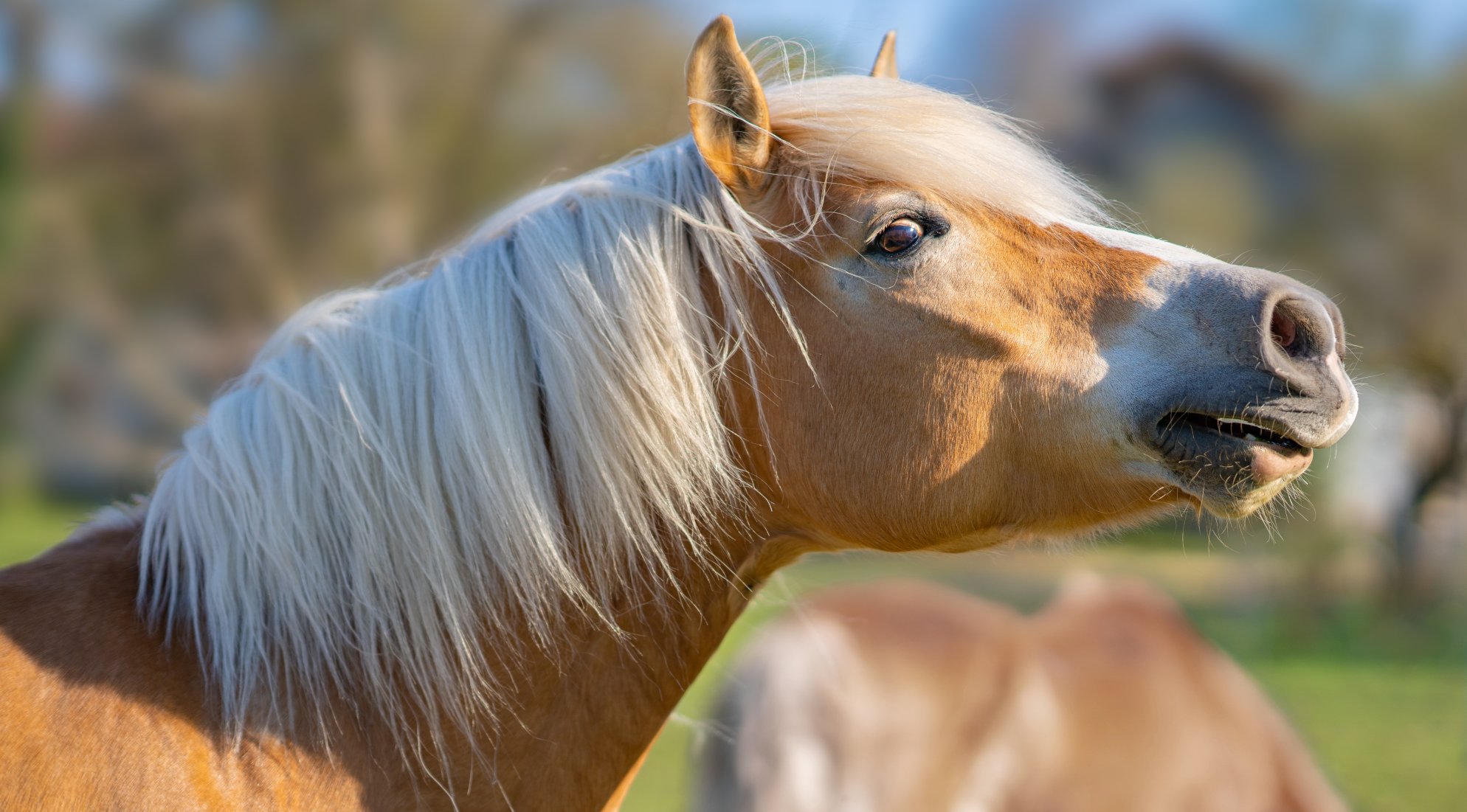 Haflinger mit schöner Mähne