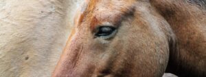 Gesicht eines Wildpferdes mit Narben