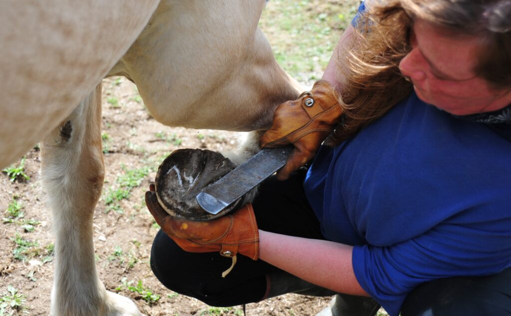 Hufpflege beim Pferd mit Raspel