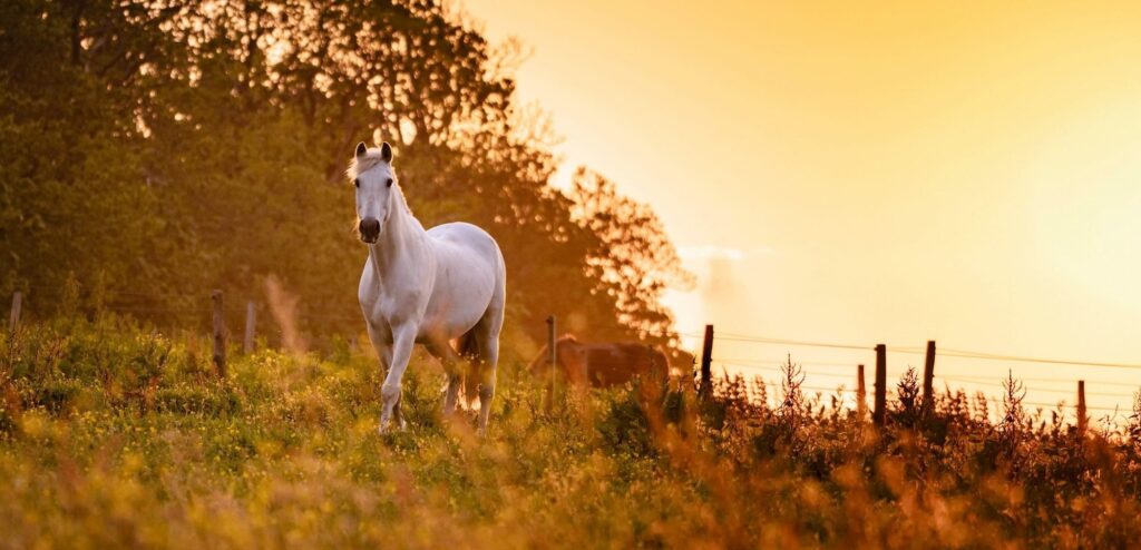 Pferd Schimmel auf Herbstweide Abendstimmung