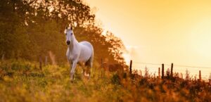 Pferd Schimmel auf Herbstweide Abendstimmung