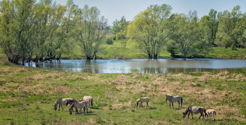Wildpferde grasen in der Landschaft