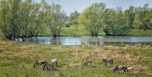 Wildpferde grasen in der Landschaft