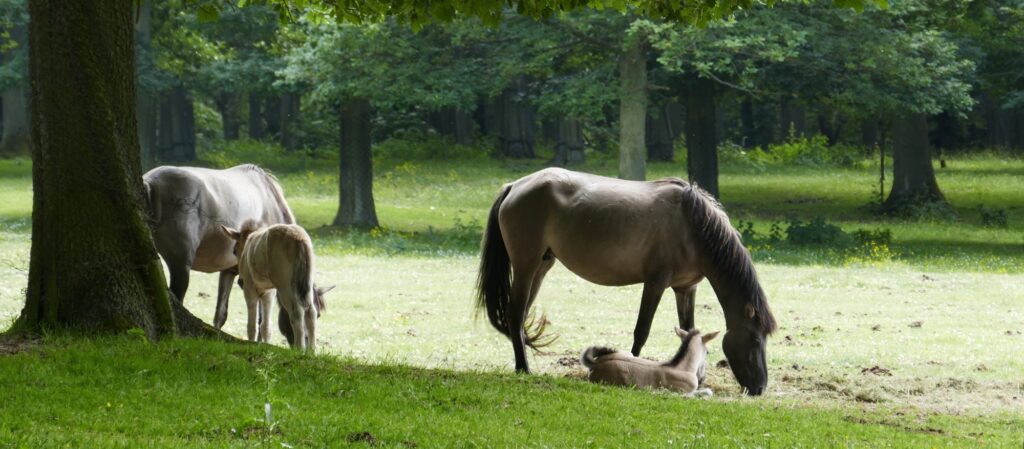 Stuten mit Fohlen auf einer Waldlichtung
